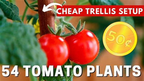 The Tomato Divination 9 Pro: An Essential Tool for Home Gardeners